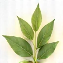 Iconiță: 100% Ingrediente Naturale